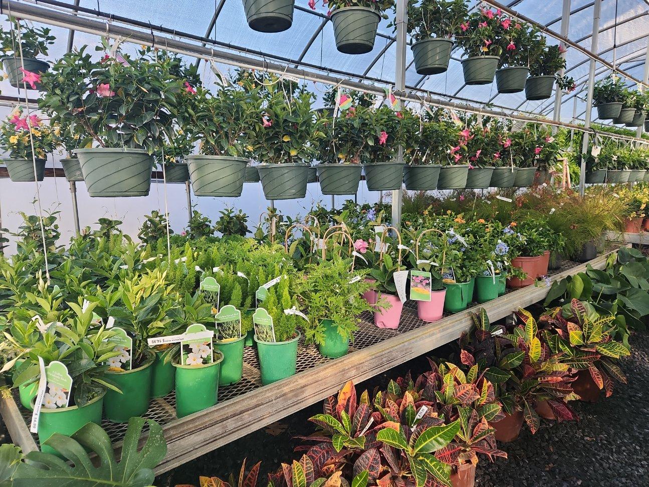 plants shelby nc