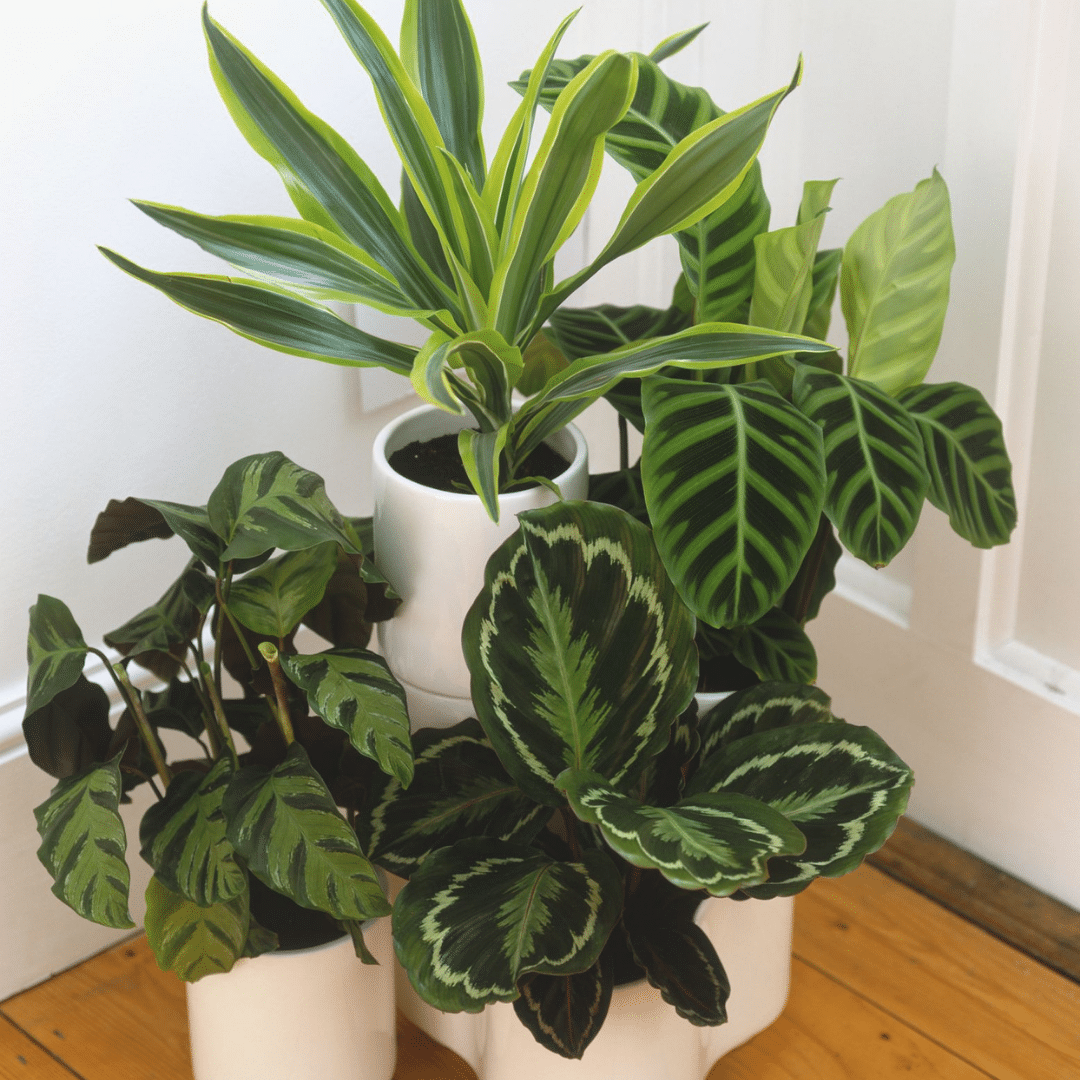 Cline's Nursery Garden Center, Wholesale Nursery, Japanese Maples