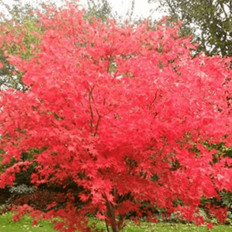 Japanese Maples Japanese Maple Trees Cline's Nursery in Shelby NC