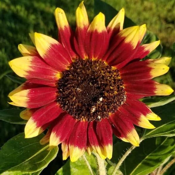 Florenza Sunflower