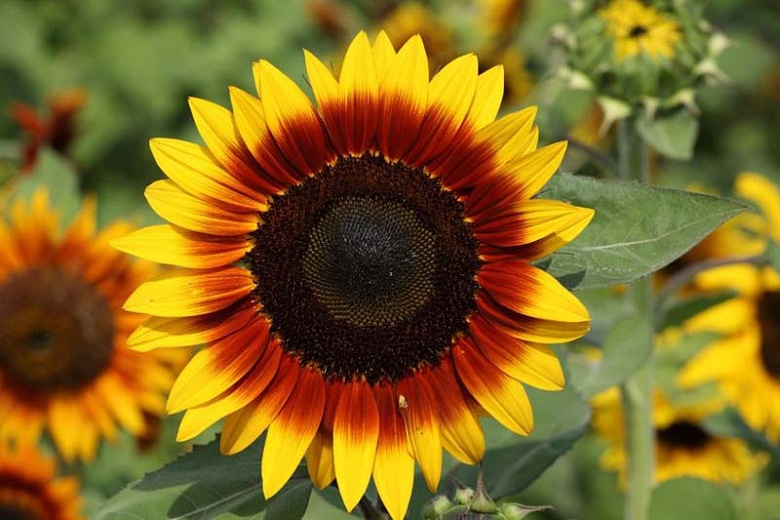 ring of fire sunflower