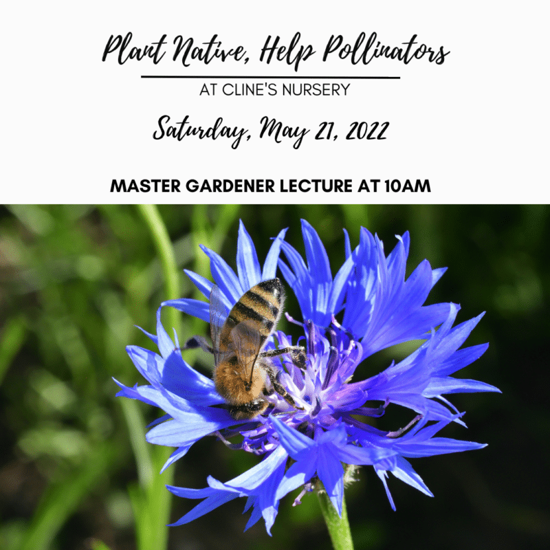 Events at Cline's Nursery Shelby NC Cleveland County