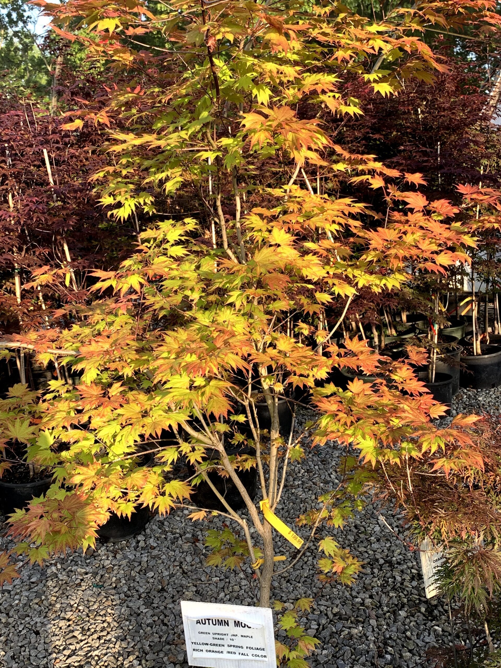 Autumn Moon Japanese Maple