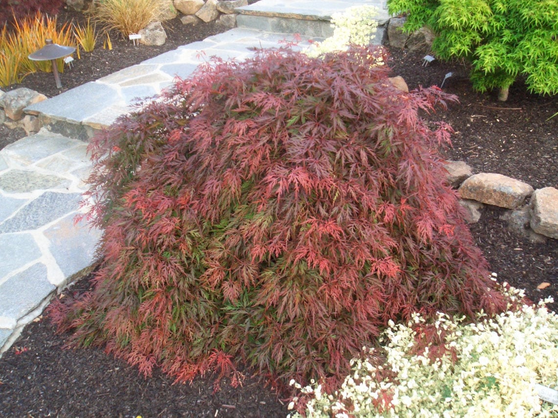 Orangeola Japanese maple