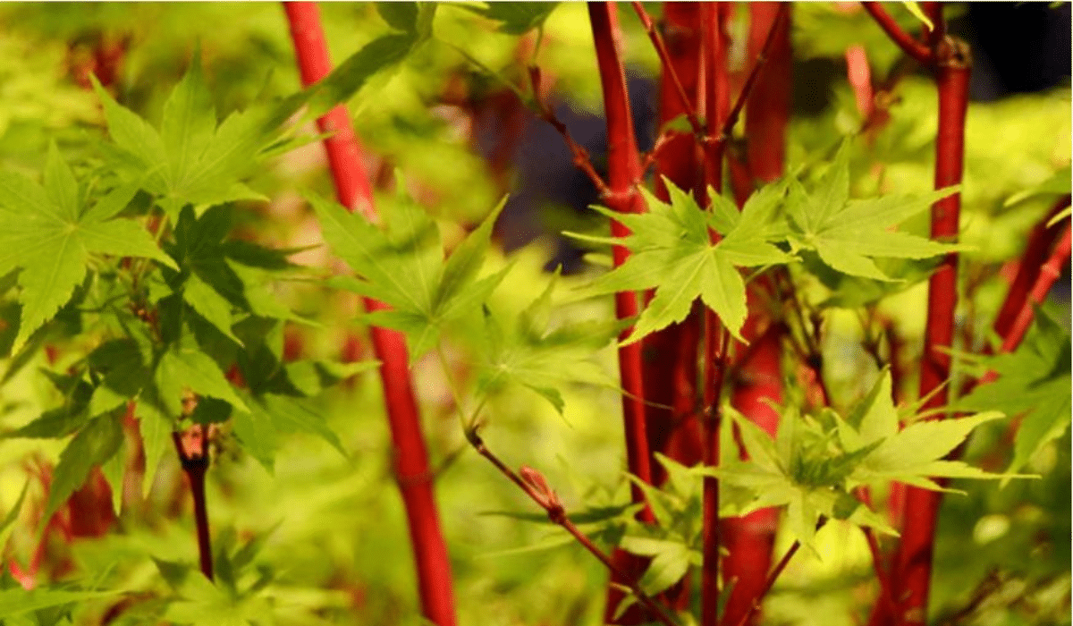 Sango Kaku Japanese maple