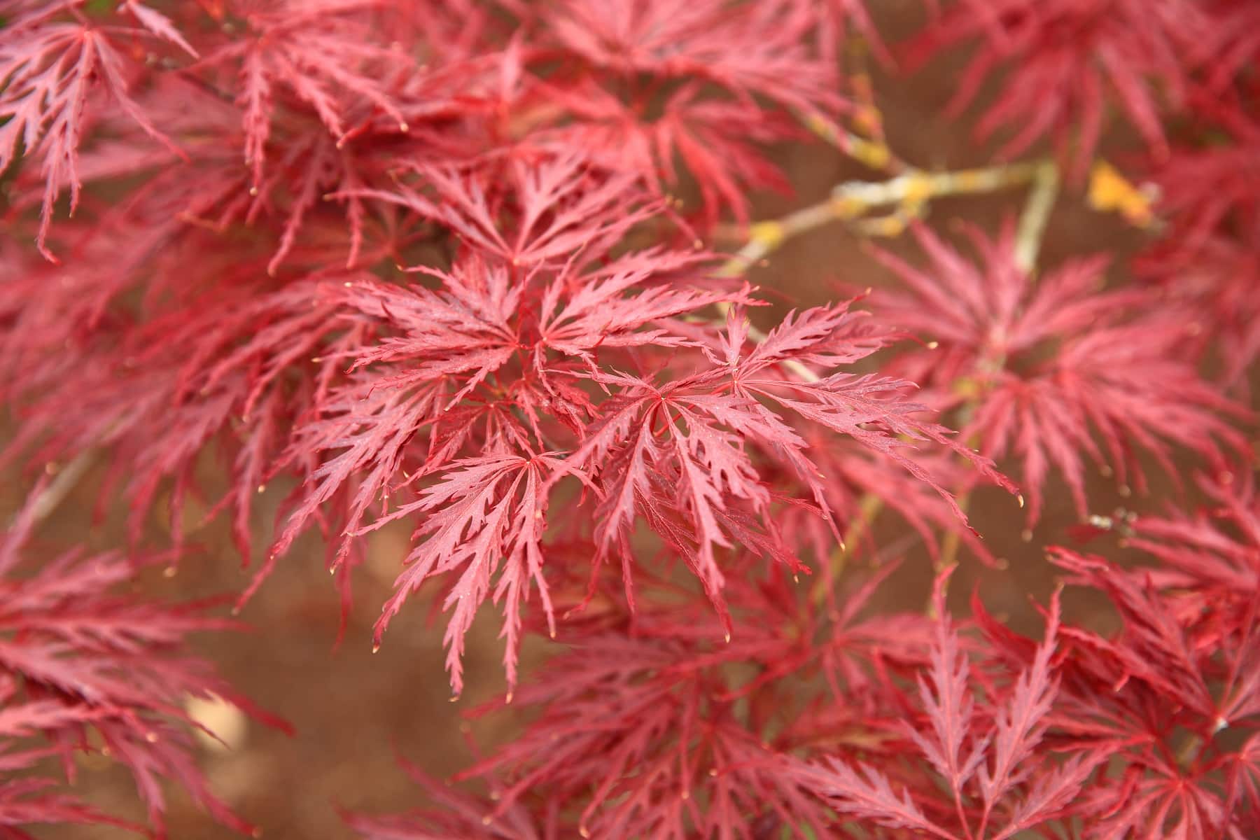 Red Dragon Japanese maple