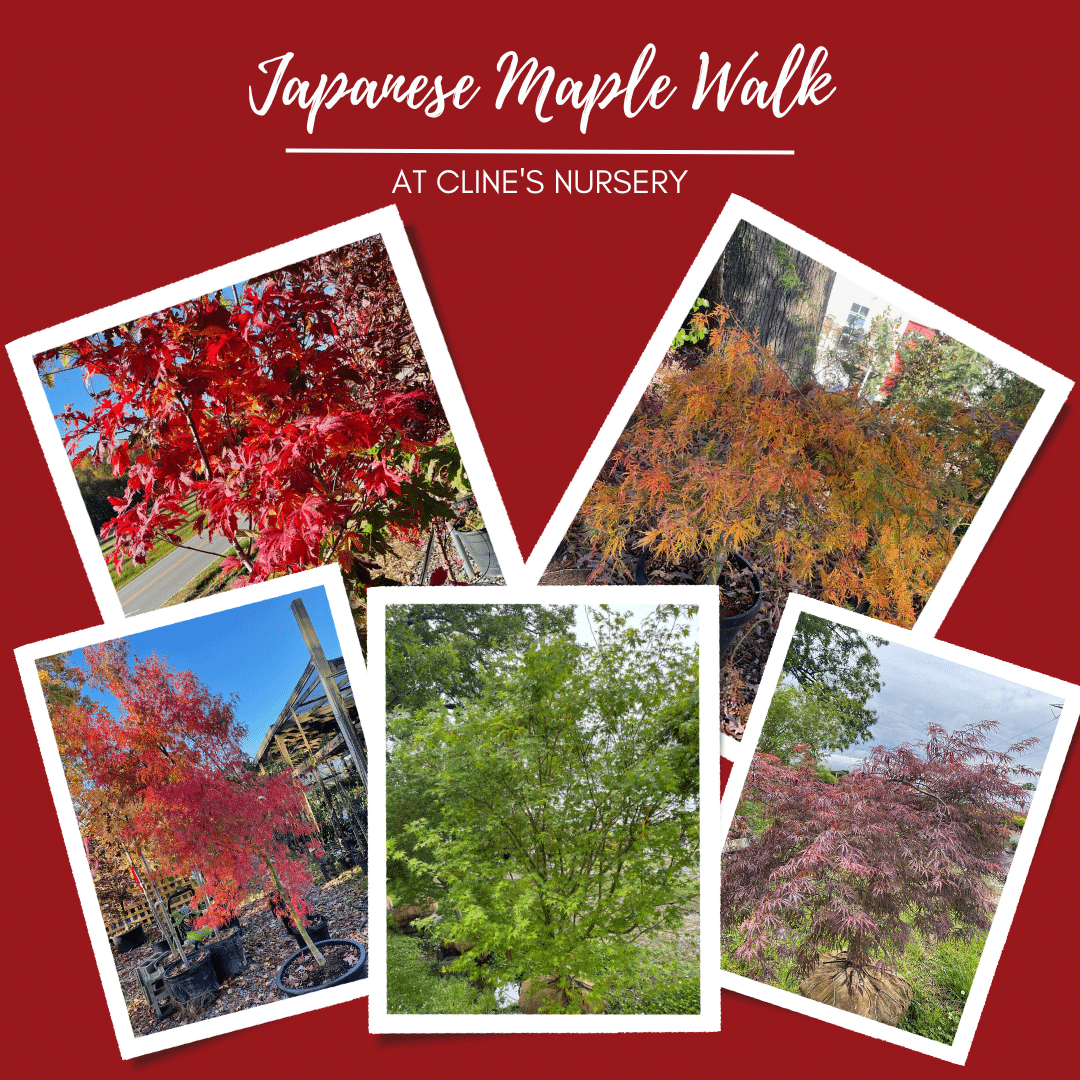 japanese maple walk