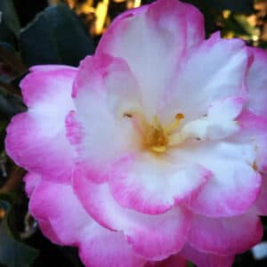 Leslie Ann Camellia