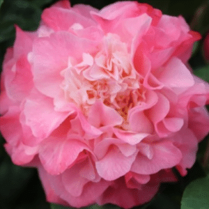 Nuccios Jewel camellia