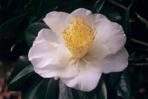 white empress camellia