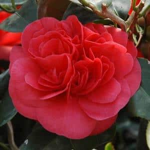 curly lady camellia
