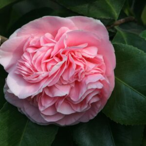 debutante camellia