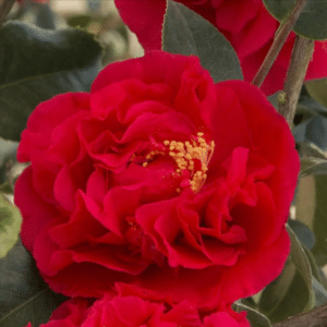 kramers supreme camellia