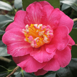lady clare camellia