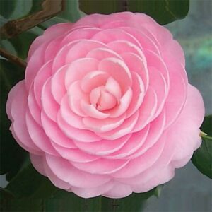 pink perfection camellia