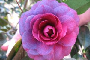 purple dawn camellia