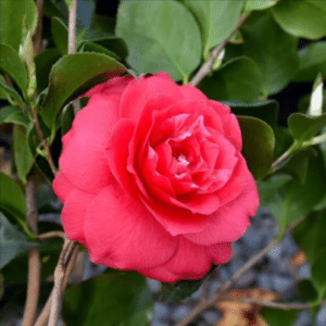 rose dawn camellia