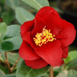 royal velvet camellia