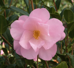 taylors perfection camellia