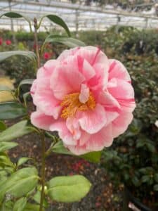 tom herrin camellia