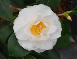 victory white camellia