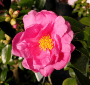 winters joy camellia