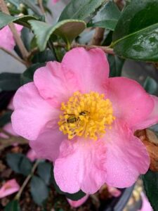 winters star camellia