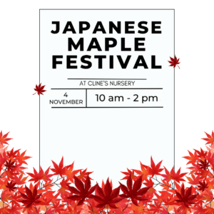 JAPANESE MAPLE festival