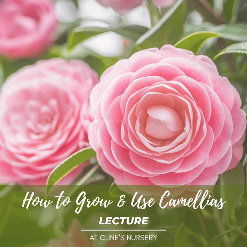 Camellias lecture
