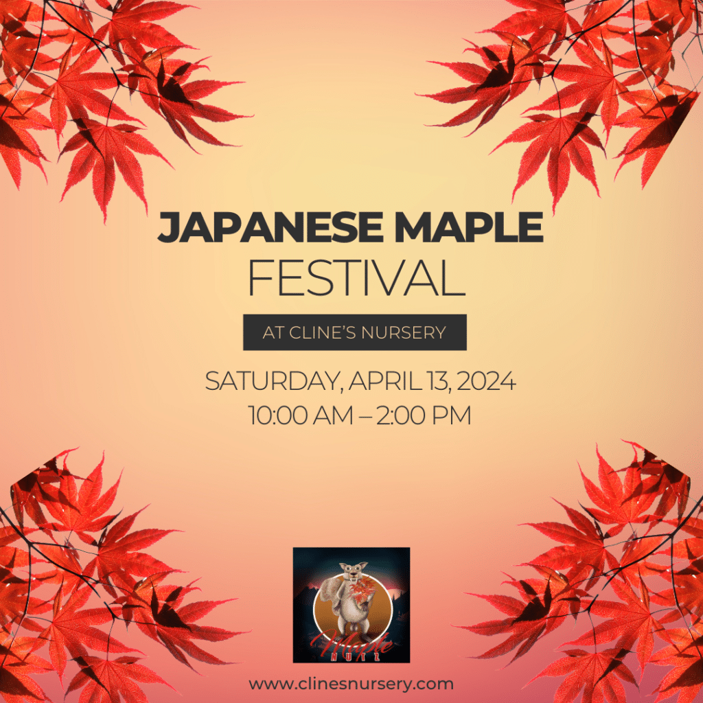 Japanese Maple Festival