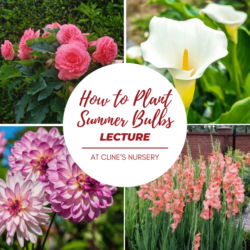summer bulb lecture