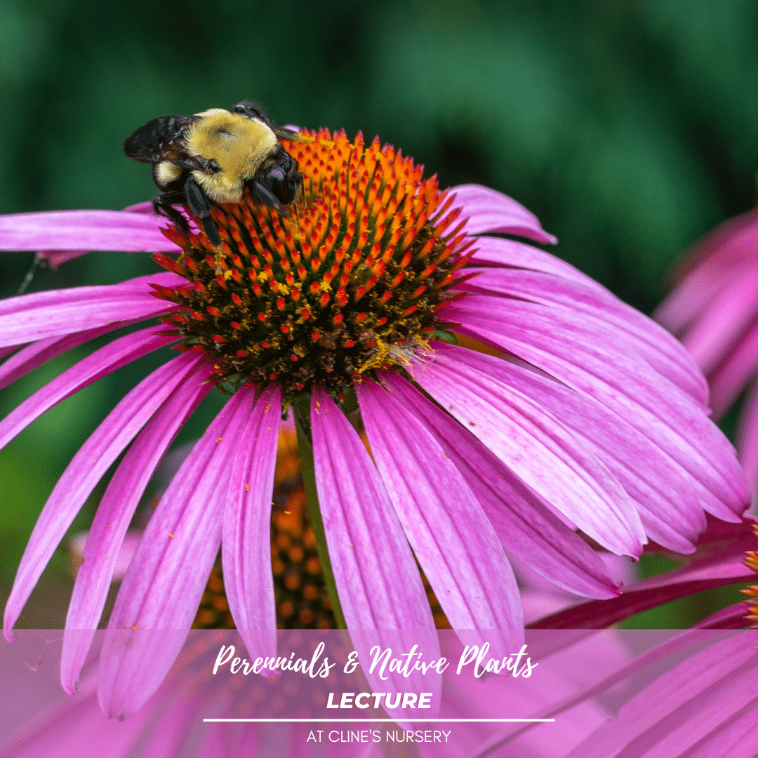 PERENNIALS AND NATIVE PLANT LECTURE