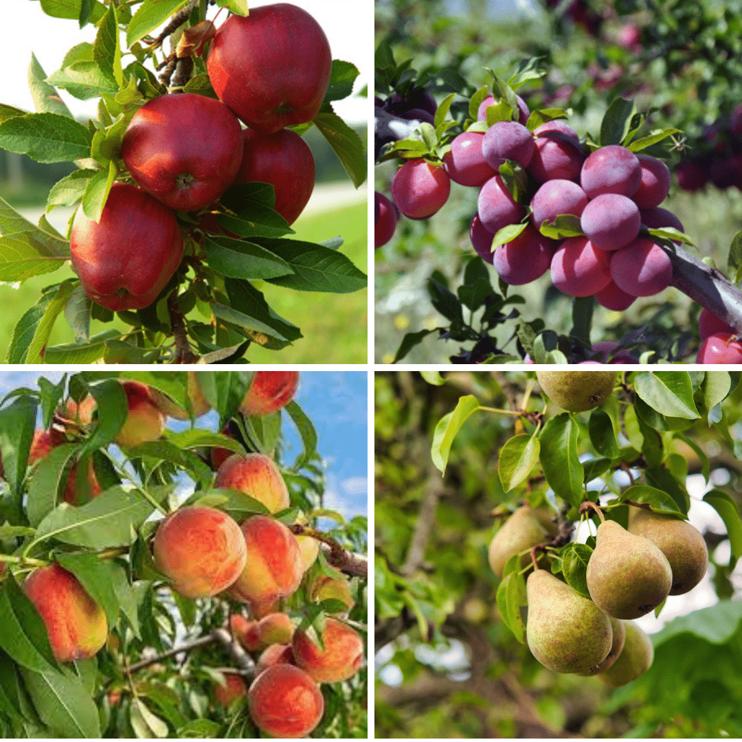 fruit trees and bushes fruit trees and bushes