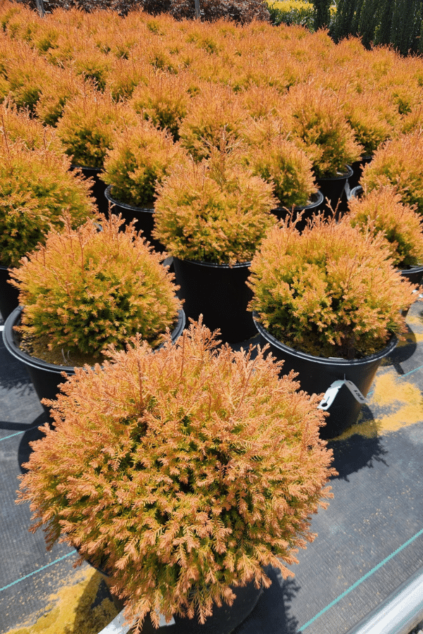 FIRE CHIEF THUJA