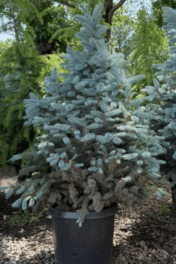 Fat Albert Colorado Blue Spruce