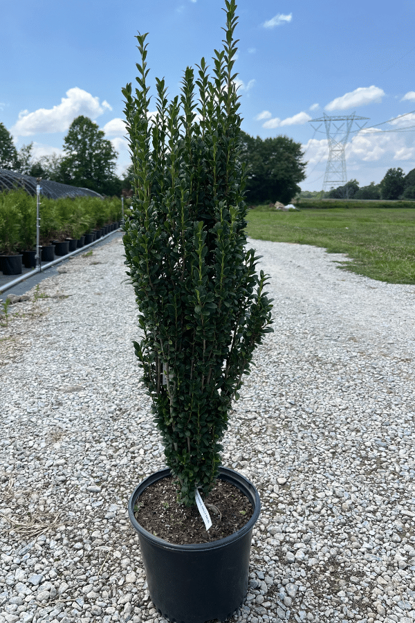 ILEX SKY PENCIL