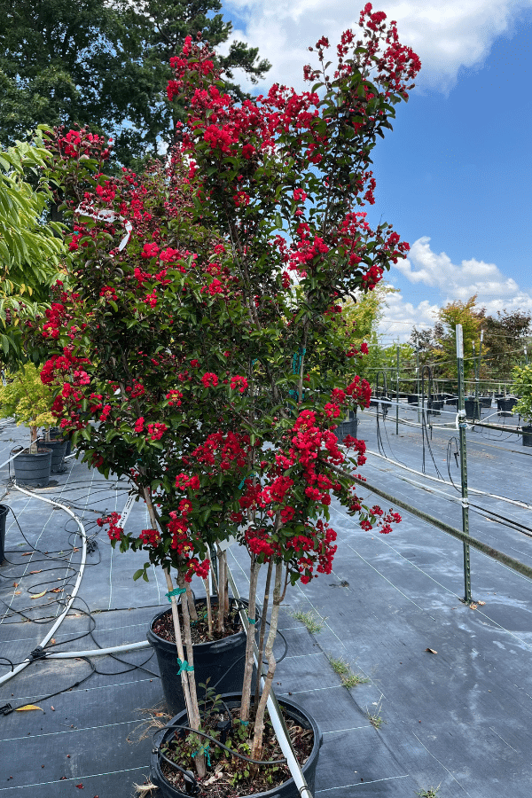 LAGERSTOEMIA RED ROCKET