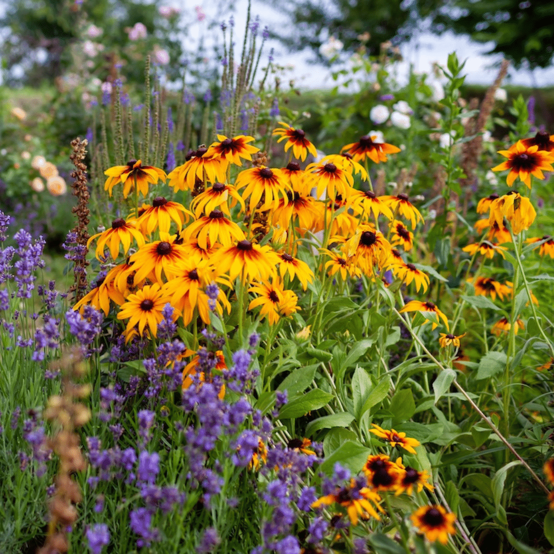 low maintenance gardening