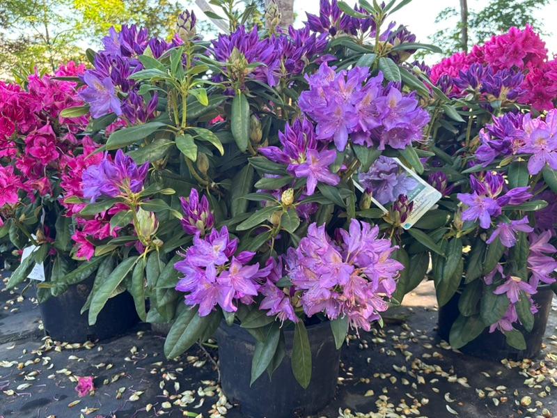 Flowering container shrubs grouped at Cline's Nursery