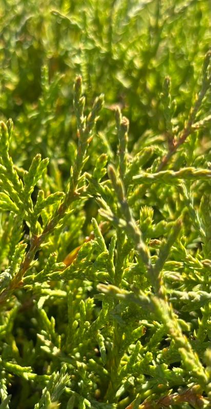Conifer Kingdom nursery photo 2