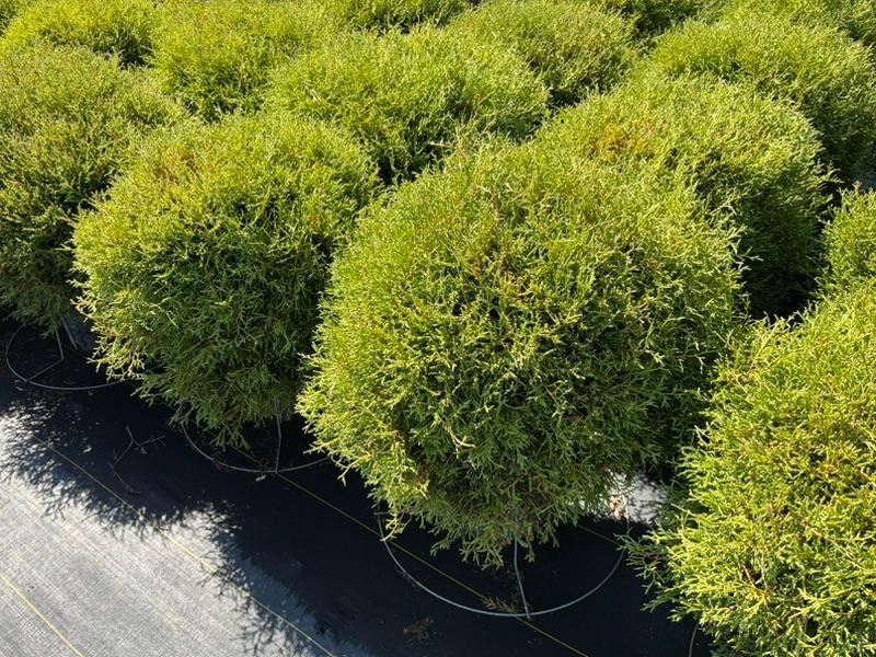 Conifers at Cline's Nursery
