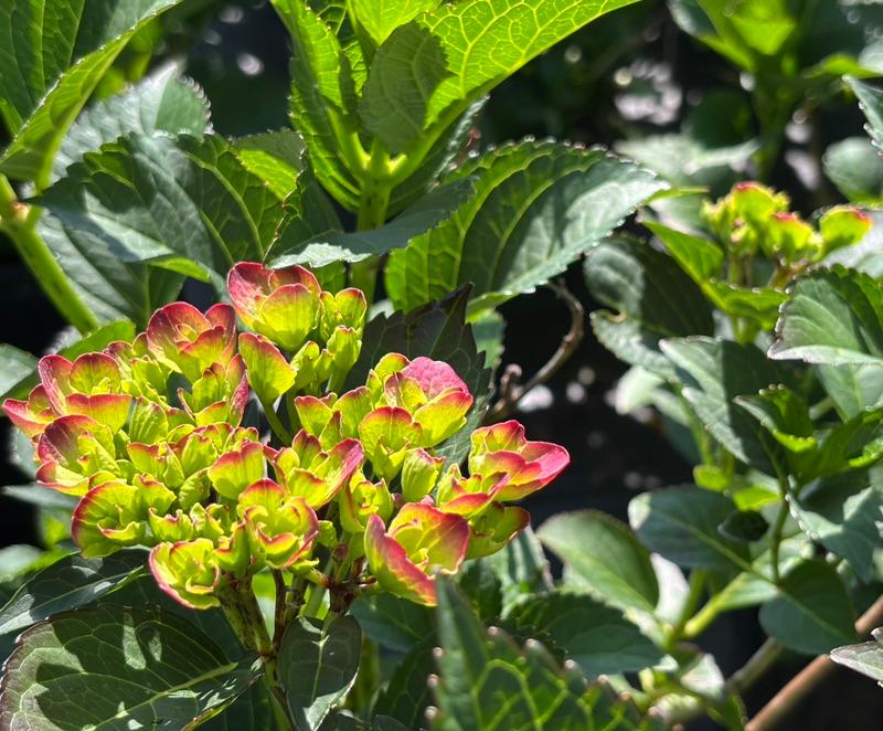 Blue hydrangea bloom at Cline's Nursery