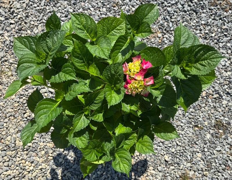 Full hydrangea plant in a nursery container