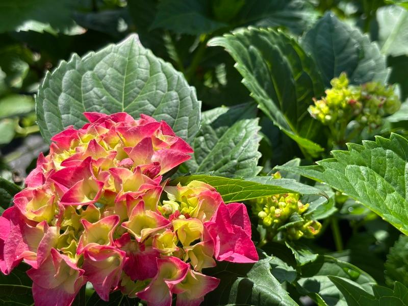 Close-up hydrangea flowers