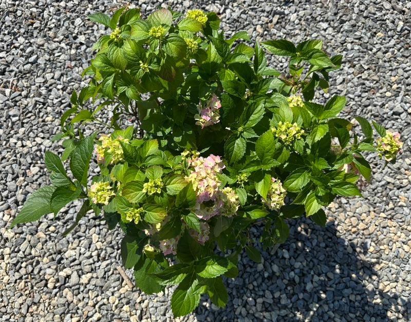 Hydrangea plant with multiple blooms