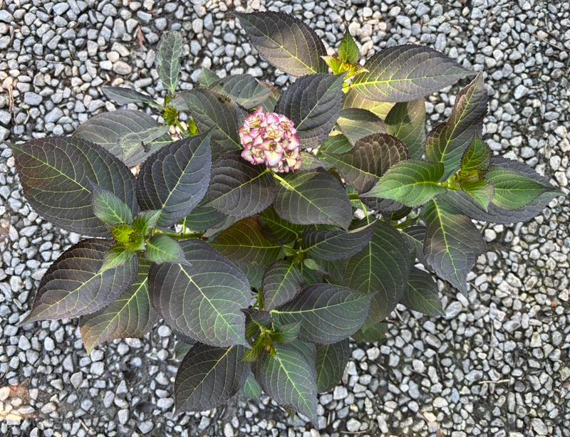 Dark-leaf hydrangea plant at Cline's Nursery