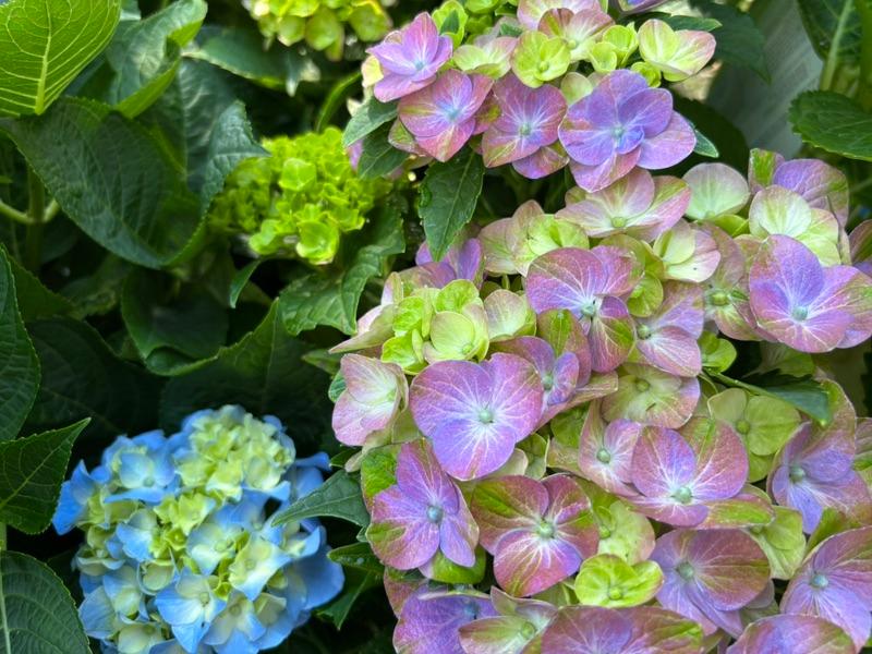 Mixed hydrangea blooms in the nursery