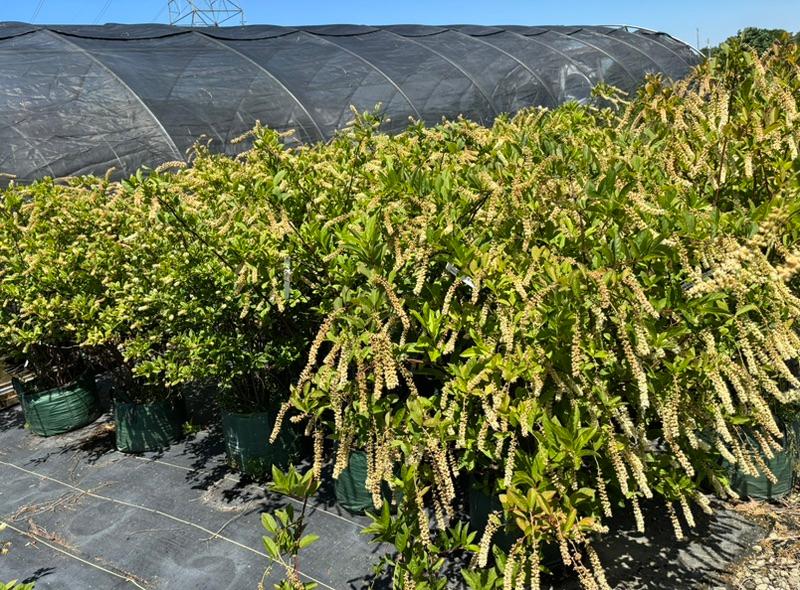 Rows of flowering shrubs and nursery stock near a hoop house