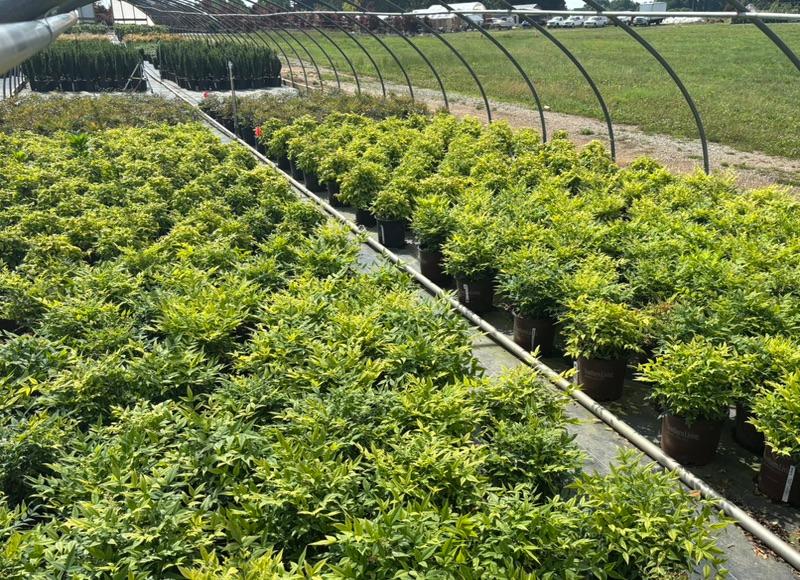 Large production area with rows of potted nursery shrubs at Cline's Nursery