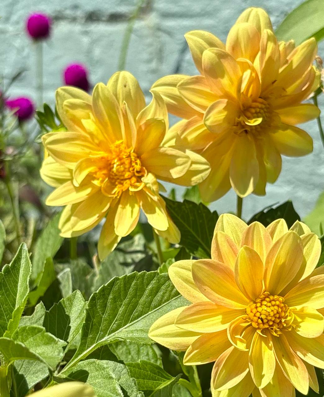 Annual flowers arranged for seasonal garden color